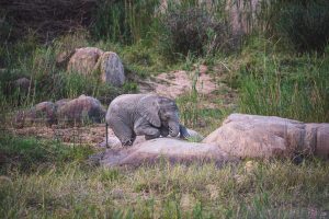 Muddy feet, rocky roads and a herd filled with Elephants