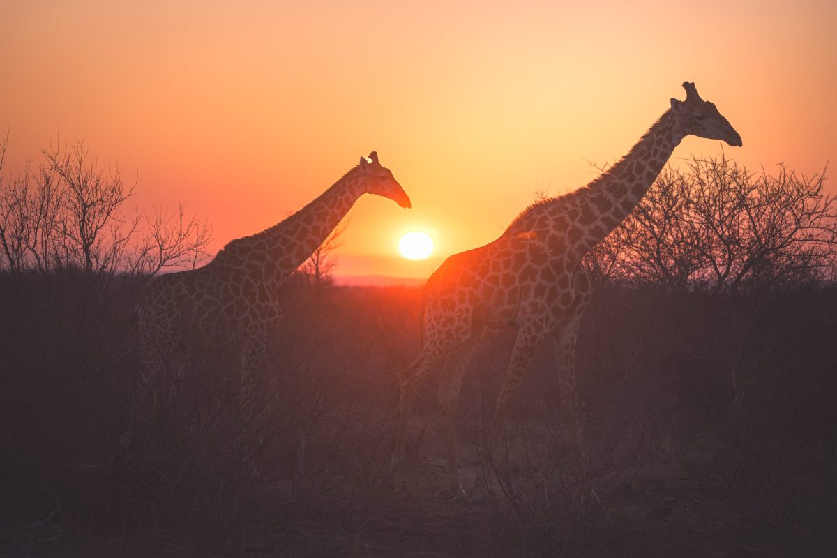 DSC04206-Enhanced-NR