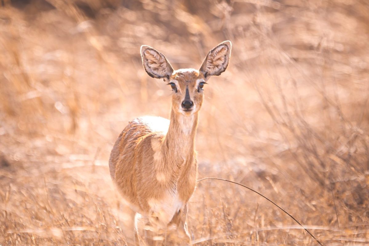 DSC04230-Enhanced-NR