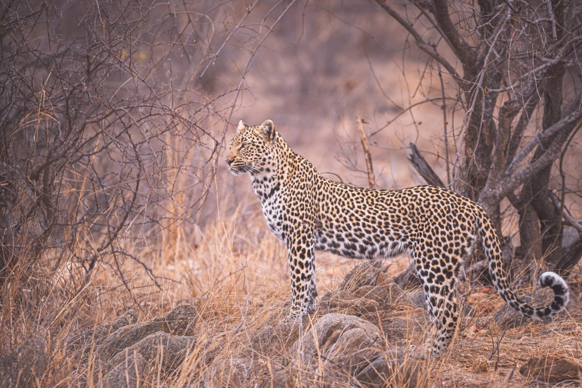 DSC044831-Enhanced-NR