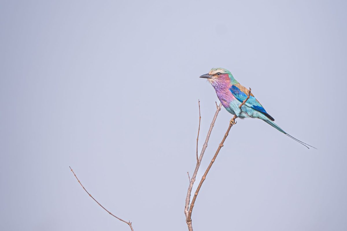 DSC04974-Enhanced-NR-2