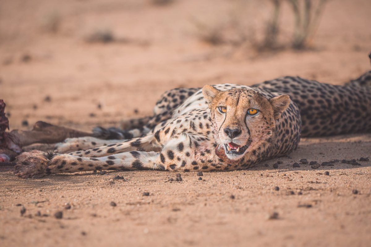 DSC06082-Enhanced-NR